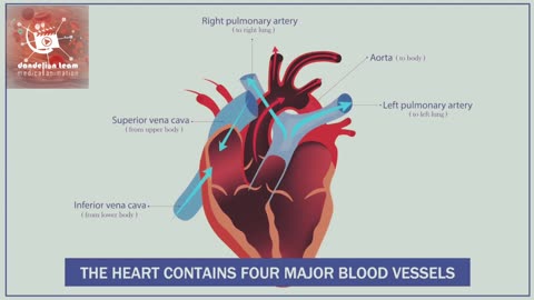 The Basic Anatomy of the Heart