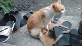 Cat feeding kitten