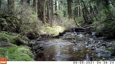 A Creek in the Timber May 1-14