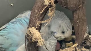 Mama Budgie tending to her new baby