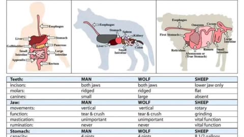 Comparisons between carnivores and herbivores