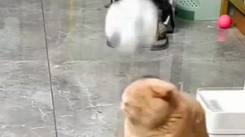 Cat funy video