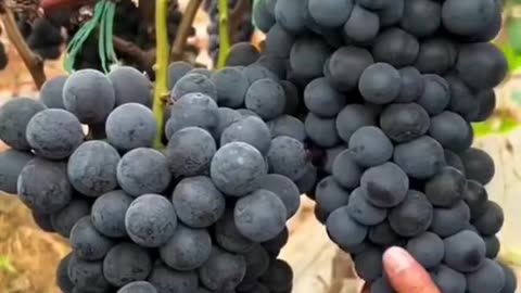 Amazing Fruit cutting