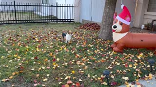 Corgis Don't Like Their Christmas Twin