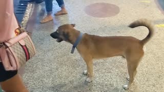 Dog Waits to Cross Street Safely