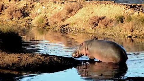 Rhino is so happy that