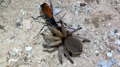 Tarantula Hawk Wasp Claims Its Prey