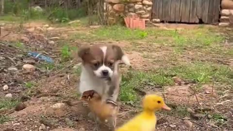 cute puppy playing with duck