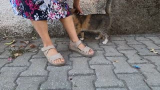 Bizarre tailed calico cat is very cute and friendly