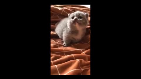 Cute and funny cat moments,fails,cute kittens,Meowing,Ultimate Aww,laughing,definitive Laugh