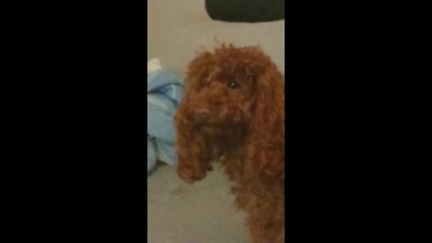 Toy Poodle Makes Funny Sounds