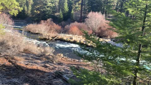 Forest Approach to Epic Metolius River – Central Oregon – 4K