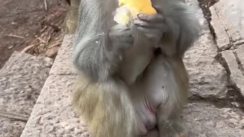Monkey eating. Bread funny monkey