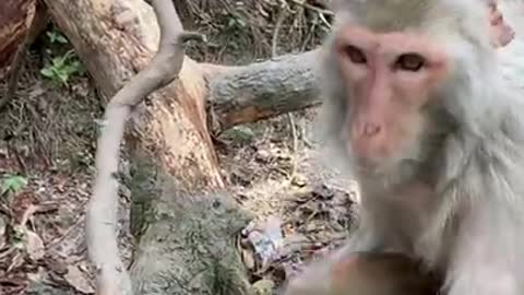 Cute Monkey China & Funny Love monkey| Animals Love #Short (268)