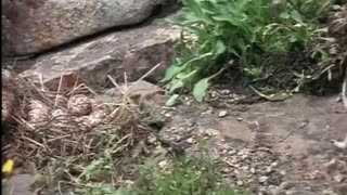 Animal: Catching a snake with a trap