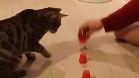 Do you think this cat is smart