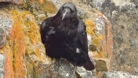 Duck Protect her chick against crow amazing fight