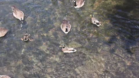 Ducks Swimming in Water