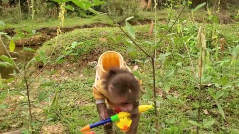 Baby monkeys go fishing for real koi and the fishes are easy to raise