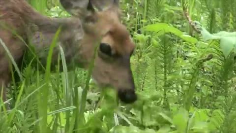 Deer in a Spring Meadow