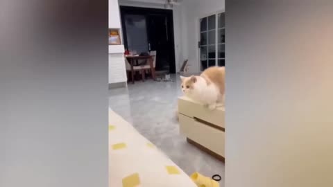 Cats know how to fun