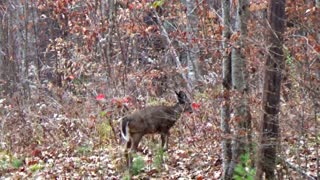 White-tailed deer