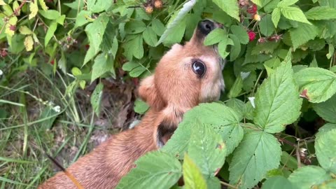 My dog 'helped' pick raspberries