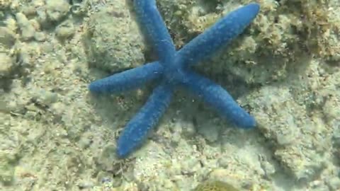 Snorkeling Adventures, Exploring the Philippines Underwater Wonderland Full of Starfish