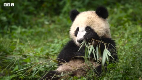 Panda Mother Teaches Cub How to Eat Bamboo | UHD | China: Natures Ancient Kingdom | BBC Earth