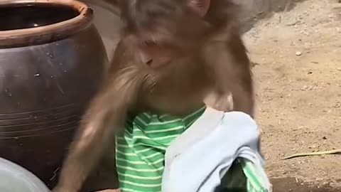 Funny monkey