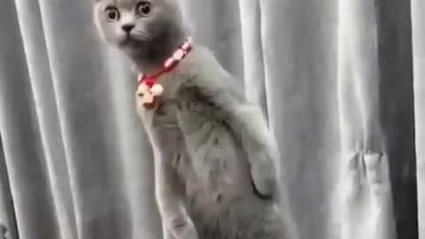 Funny Cat Short Video😂