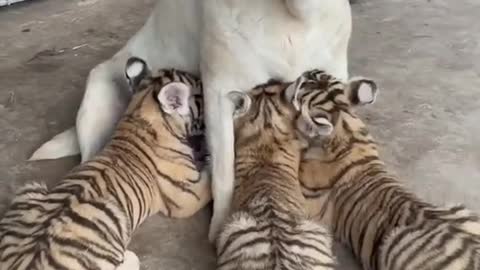 See how the tiger cubs are eating the dog's milk