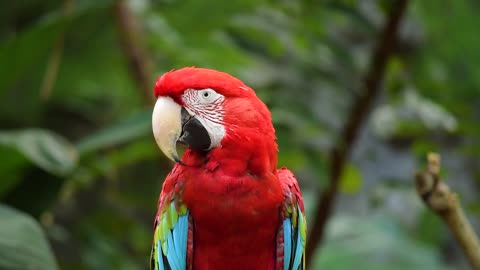 Why do parrots have bright colors?