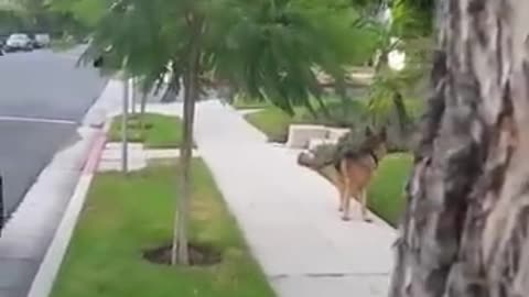 German Sheperd realizes owner isnt behind him any more.