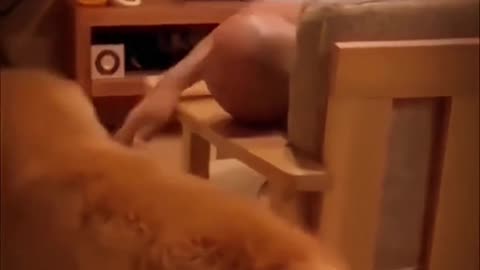 funny animals video