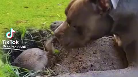 Dog is dug the mice