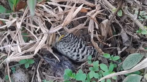 Detik detik telur burung puyuh menetas