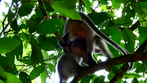 First time Monkey mating