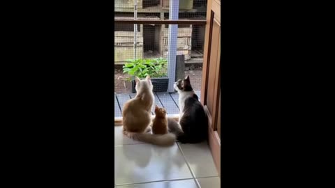 Funny Dogs, Cats and Animals Videos TRY Not to Laugh! # 104!