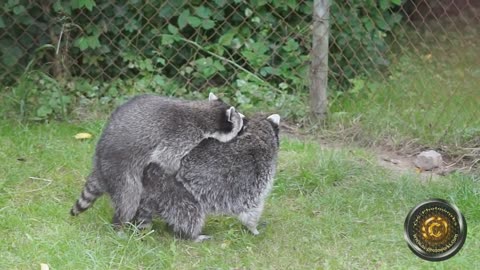 MATING RACOONS