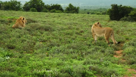 walking lion in ground