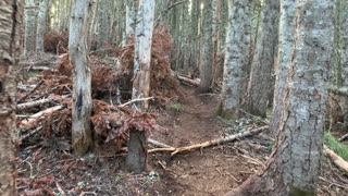 Oregon - Mount Hood - Disheveled Forest Section