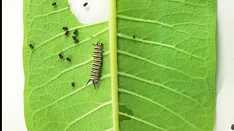 Monarch butterfly caterpillar time lapse