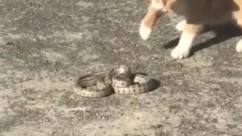 Cat vs Snake