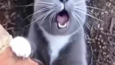 funny videos dog and cat #top #comedy #cat #dog #funny