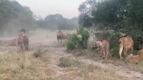 Lion Vs Lion Fighting