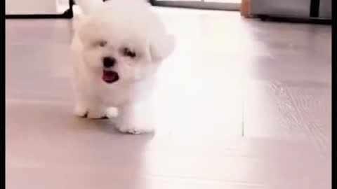 an adorable little puppy