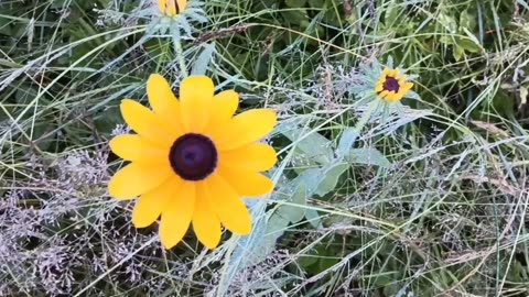 Black-eyed Susans