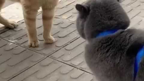 Super funny cats videos compilation .will make you LAUGH EXTREMELY HARD