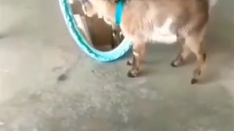 Funny video of Animal